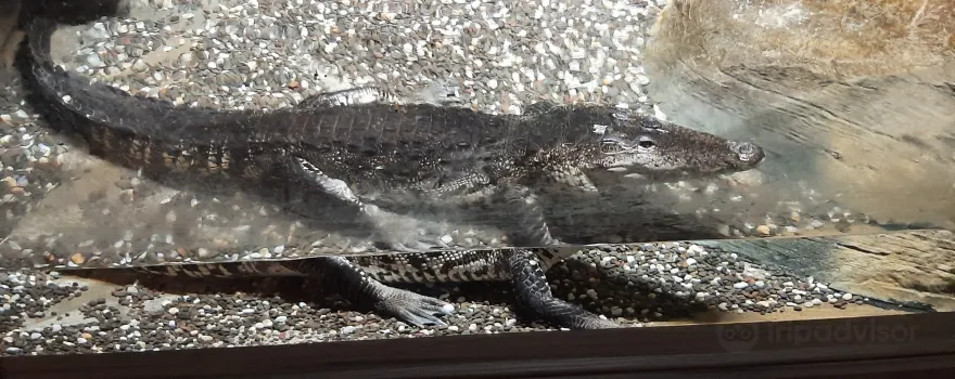 Electric City Aquarium & Reptile Den