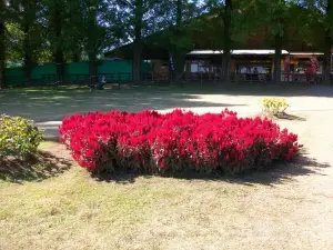 日本最大 鹿屋玫瑰園