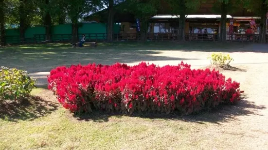 日本最大 鹿屋玫瑰園