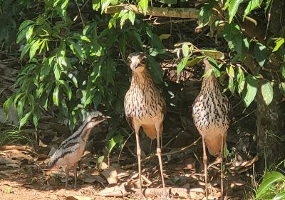 Bonadio's Mabi Wildlife Reserve