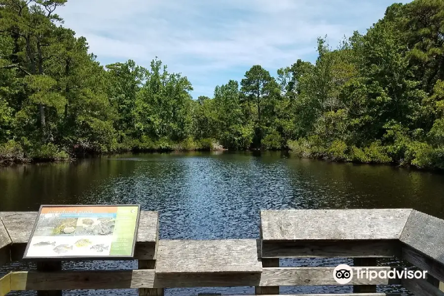 Nags Head Woods Preserve