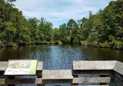 Nags Head Woods Preserve