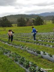 Kareelah Berry Farm