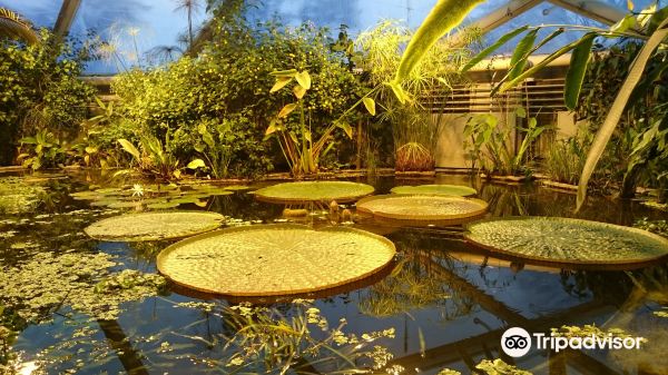 Greenhouses in the Botanical Garden