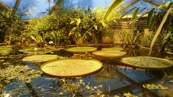 Greenhouses in the Botanical Garden