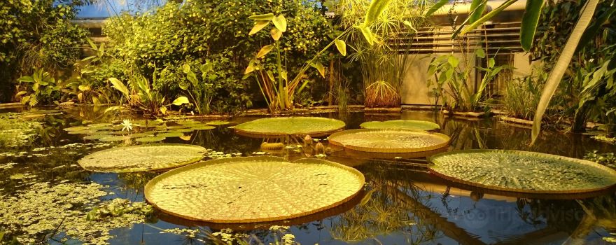 Greenhouses in the Botanical Garden