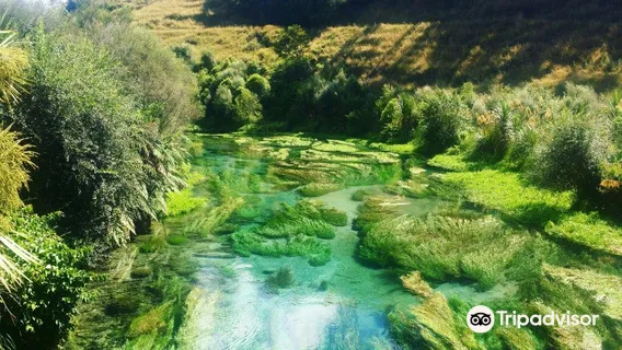 Blue Spring (Te Waihou Walkway), Whites Road entrance