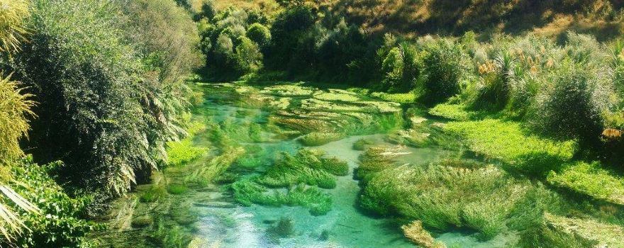 Blue Spring (Te Waihou Walkway), Whites Road entrance