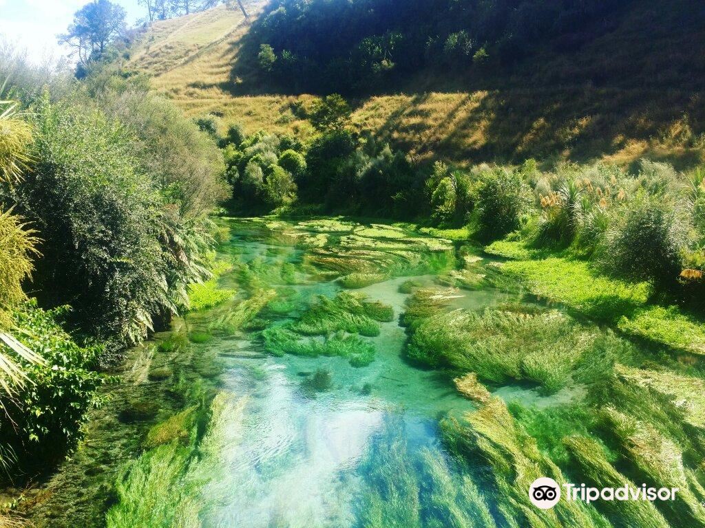 Te Waihou Blue Spring