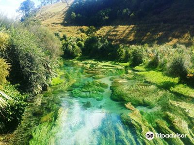 Te Waihou Blue Spring