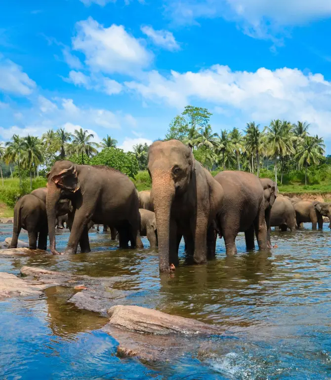 Pinnawala