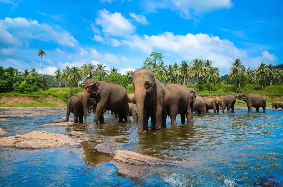 2_Pinnawala Elephant Orphanage