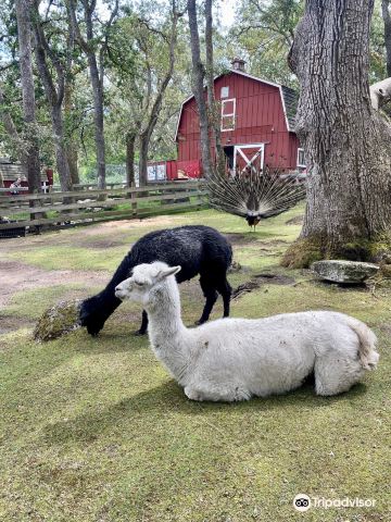 Beacon Hill Children's Farm
