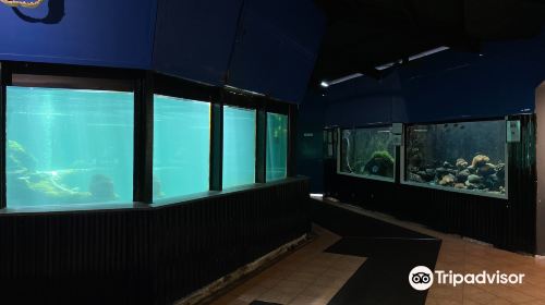 Reefworld Aquarium and Shark Swim