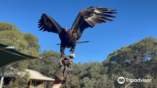 猛禽中心飛禽獵鳥秀