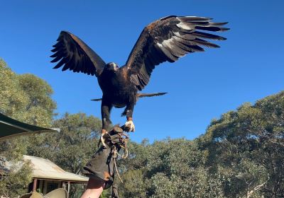 猛禽中心飛禽獵鳥秀