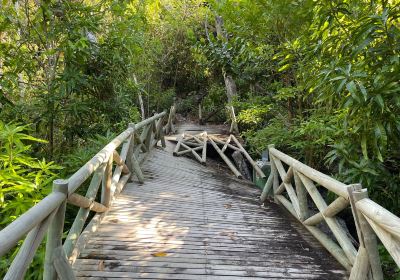 The Peak Forestry Reserve