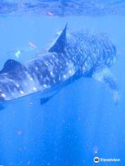 Holbox Whale Shark Tours