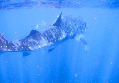 Holbox Whale Shark Tours