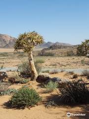 Goegap Nature Reserve Springbok