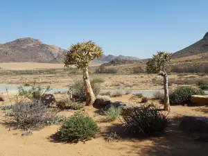 Goegap Nature Reserve Springbok