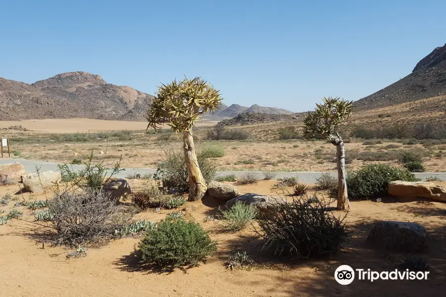 Goegap Nature Reserve Springbok