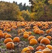 CornFun Corn Maze Adventure And Pumpkin Patch