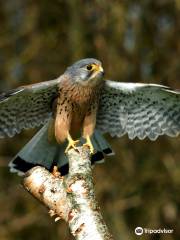 Liberty's Owl Raptor and Reptile Centre