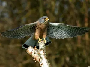 Liberty's Owl, Raptor & Reptile Centre