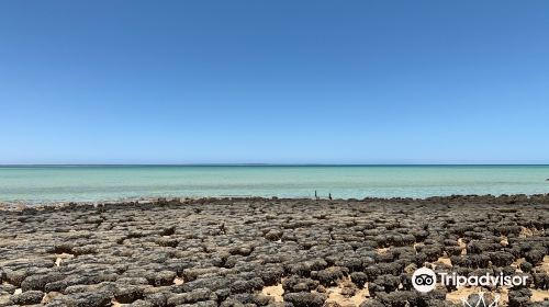 Stromatolites