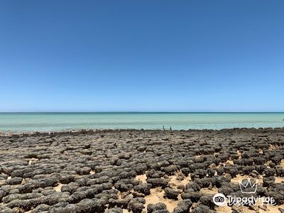 Lake Thetis Stromatolites