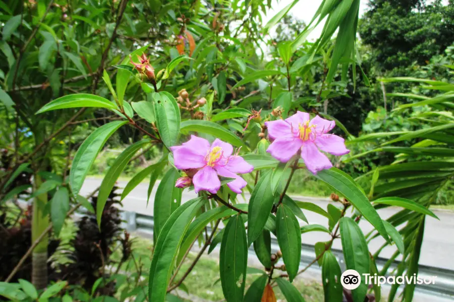 Kampung Putat Herb Garden