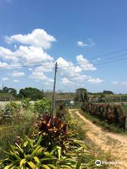 Alejandro Robaina Tobacco Plantation