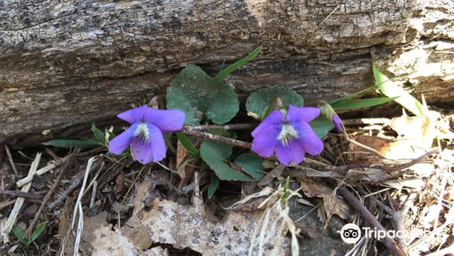 Neutaconkanut Hill Conservancy