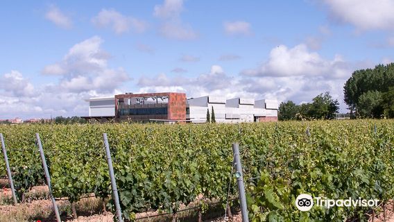 Martín Berdugo Winery and Vineyards