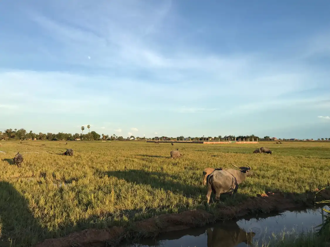 Hotels near Bayon Guide