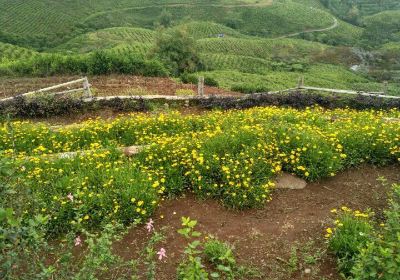 Malino Tea Plantation