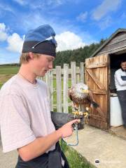 Huntly Falconry