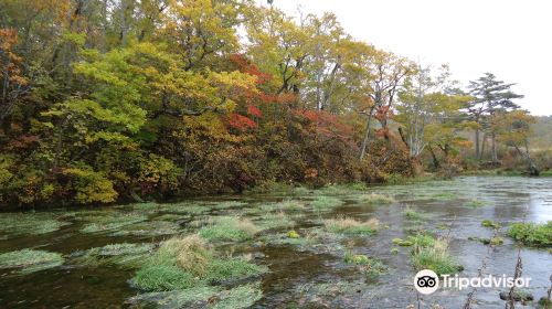 Gudari Swamp