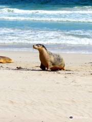 Parc de conservation de Seal Bay