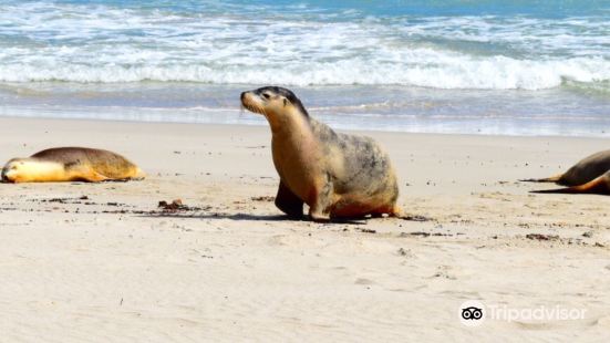 Seal Bay Conservation Park