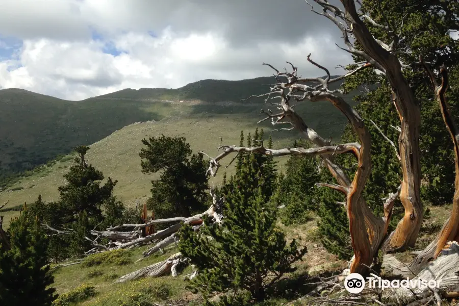 Mount Goliath Natural Area