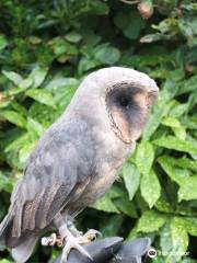 Happisburgh Owls