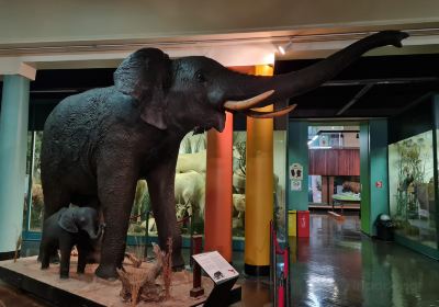 KwaZulu-Natal Museum