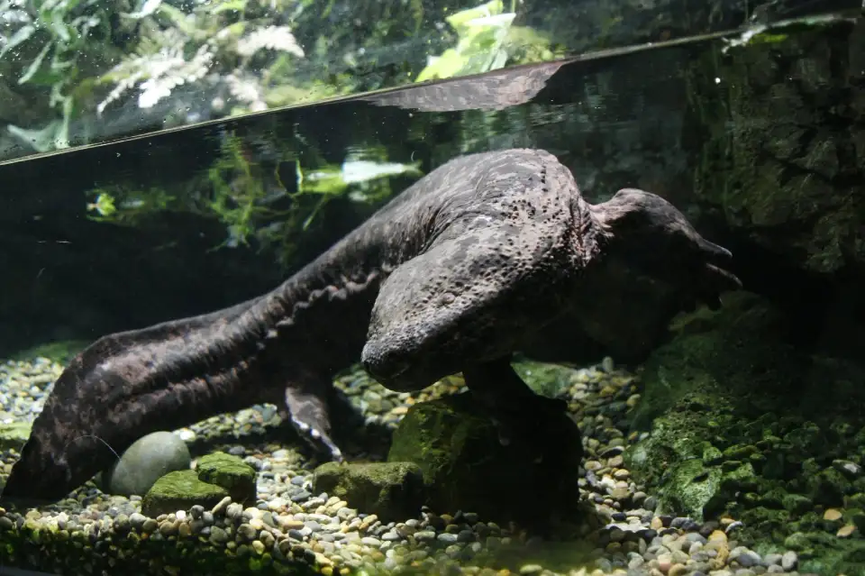 5_World Freshwater Aquarium Aqua Totto Gifu
