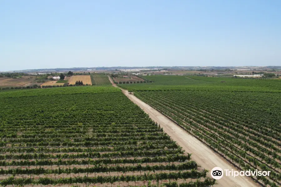 Azienda Agricola Terre di Noto