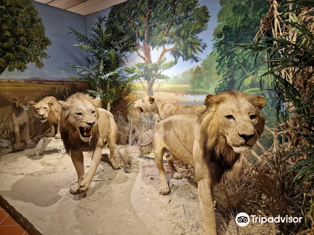 4_Silvia Zenari Civic Museum of Natural History