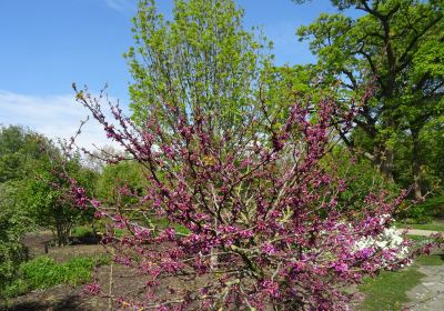 Arboretum de Dreijen