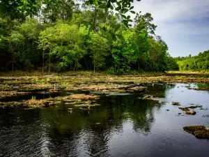 Big Shoals Wildlife Management Area - Zone B