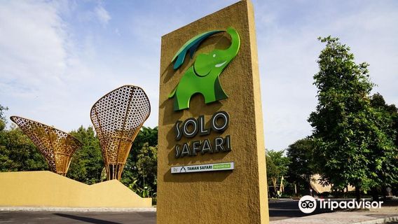 Solo Safari